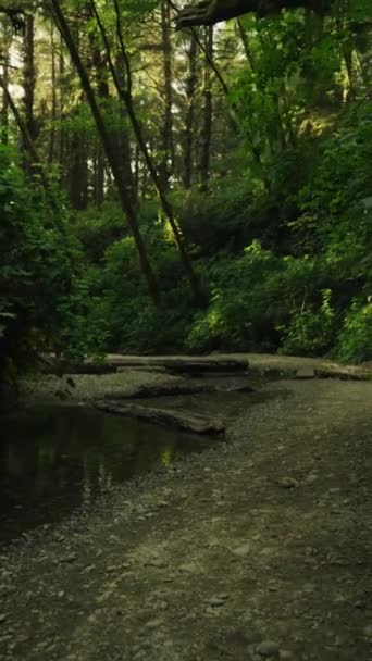 Mystical Dark Forest Fear Shadows Creek Park Trail Nature Vertical — стокове відео
