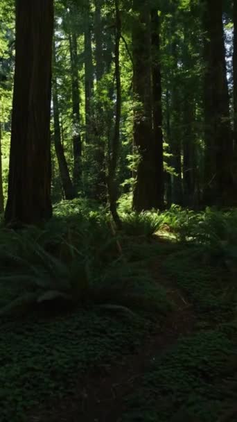 Mystical Dark Forest Sun Rays Trees Fern Trail Nature Park — стокове відео