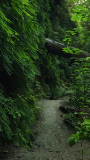 Mystical Dark Forest Horror Fear Shadows Park Nature Trail Vertical — стокове відео