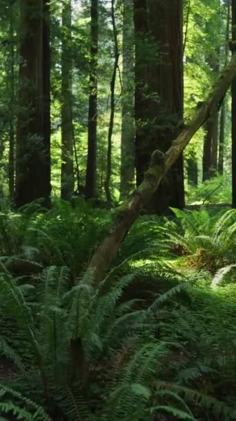 Mystical Dark Forest Sun Rays Trees Fern Nature Trail Park — стокове відео