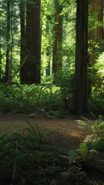 Misztikus Sötét Erdő Napsugarak Fák Között Fern Park Természet Trail — Stock videók