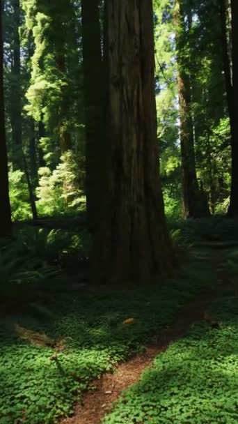 Mystical Dark Forest Sun Rays Trees Fern Park Trail Nature — стокове відео