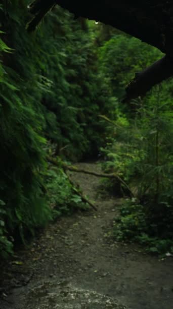Mystical Dark Forest Horror Fear Shadows Nature Trail Park Vertical — стокове відео