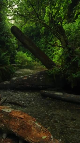 Mydark Forest Fear Shadows Creek Park Nature Trail Vertical Video — стоковое видео