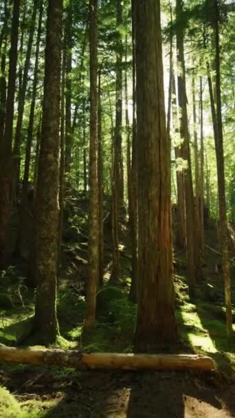 Mystiek Donker Woud Zonnestralen Tussen Bomen Trail Varen Park Natuur — Stockvideo