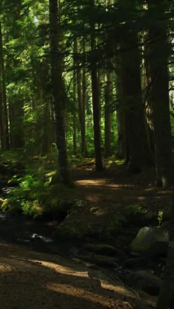 Темный Лес Солнце Между Деревьями Ручей Тропа Парк Природа Видео — стоковое видео