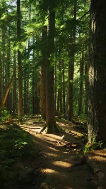 Mystical Dark Forest Sun Rays Trees Creek Park Trail Nature — стокове відео