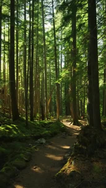 Мистический Темный Лес Солнечные Лучи Между Деревьями Ручей Тропа Природа — стоковое видео