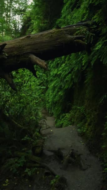Mystical Dark Forest Horror Fear Shadows Nature Park Trail Vertical — стокове відео
