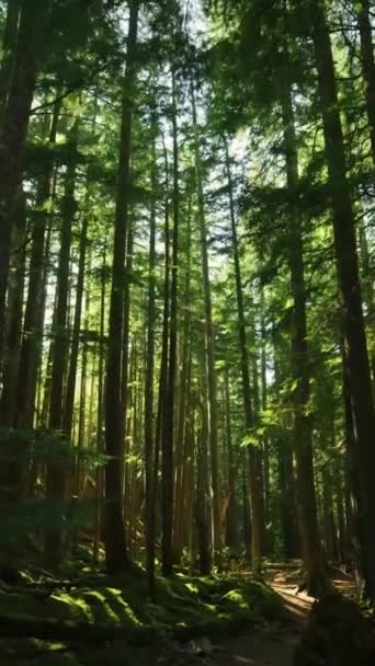 Mystiek Donker Woud Zonnestralen Tussen Bomen Varens Natuur Park Trail — Stockvideo
