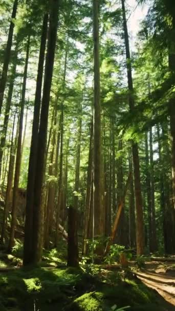 Mystisk Mörk Skog Solstrålar Mellan Träd Trail Fern Natur Park — Stockvideo