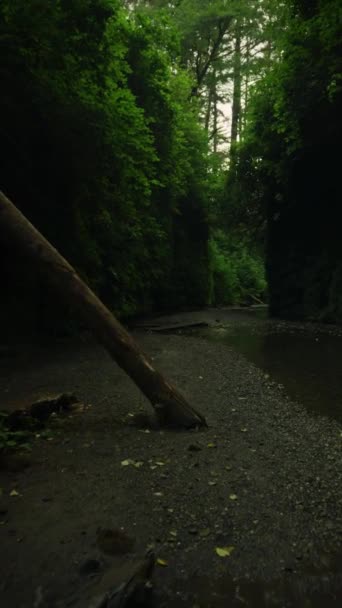 Mystical Dark Forest Fear Shadows Creek Nature Park Trail Vertical — 비디오