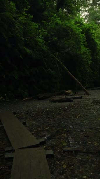 Mystical Dark Forest Fear Shadows Creek Nature Trail Park Vertical — стокове відео