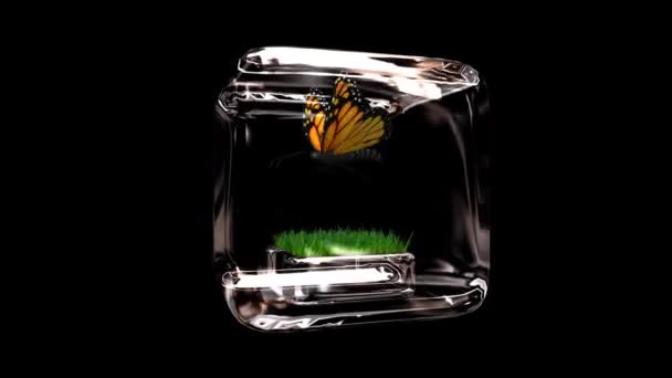 Анимированная Летающая Бабочка Стеклянный Куб Полном Вращении Альфа Канал Петля — стоковое видео
