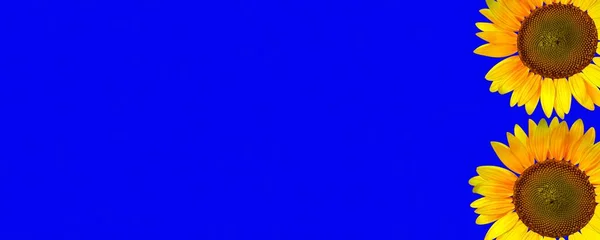 Fundo Azul Com Girassóis Desenho Abstrato — Fotografia de Stock