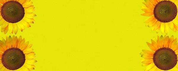 带有向日葵的黄色抽象背景 — 图库照片
