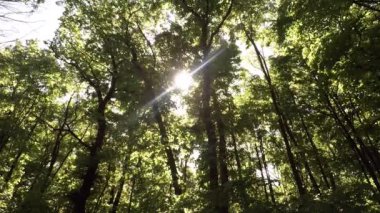 2024 baharında Ukrayna 'da, güneş ışınlarında genç ağaçlar