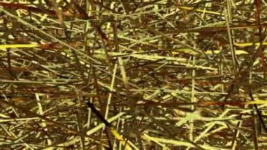 Dönen Altın Çubuklar, Eşsiz Tasarım, Özel Arkaplan