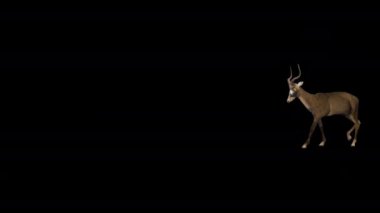 Antilop sağdan sola, Alfa Kanalı, 3D Render