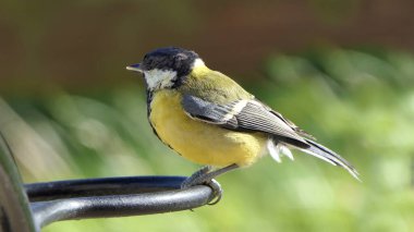 Great Tit sitting on a fence in the woods in UK