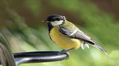 Great Tit sitting on a fence in the woods in UK