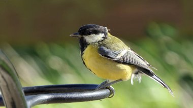 Great Tit sitting on a fence in the woods in UK