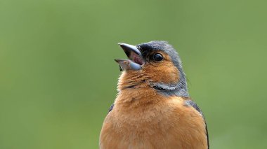 Şarkı söyleyen bir Chaffinch İngiltere 'de bir ağaçta oturuyor. 