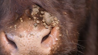 Bulaşıcı ve bulaşıcı bir virüsün yol açtığı siğilli inek sığır ahırındaki papilloma virüsü BPV