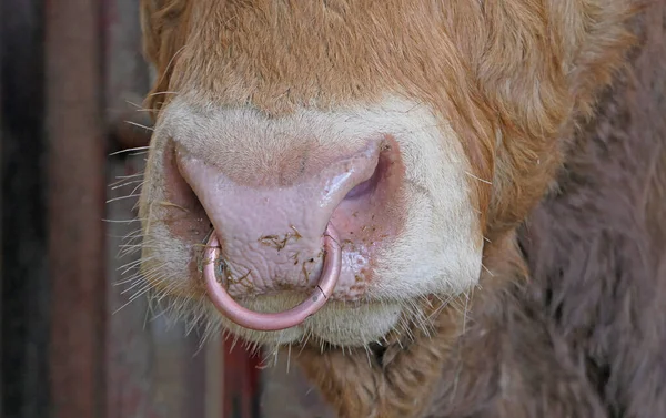 Red Limousine Bull with a ring in nose in a shed on a farm