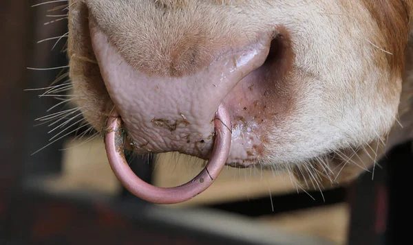 Red Limousine Bull with a ring in nose in a shed on a farm