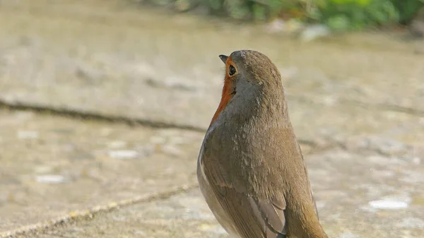Robin Searching Food Ground — Stock fotografie