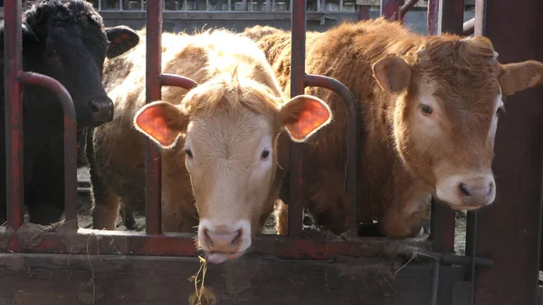 Çiftlikteki Bir Barakanın Kapısında Çim Yiyen Sığırlar — Stok fotoğraf