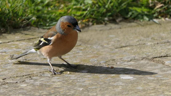 stock image Chaffinch feeding from the ground in UK