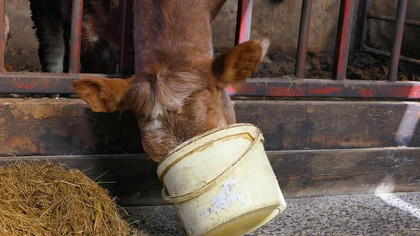 Cow Her Head Bucket Eating Meal Cattle Shed — Stock Photo, Image