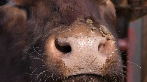 Krowa Brodawkami Wywołanymi Zakaźnym Zakaźnym Wirusem Brodawczaka Bydła Bpv Oborze — Zdjęcie stockowe