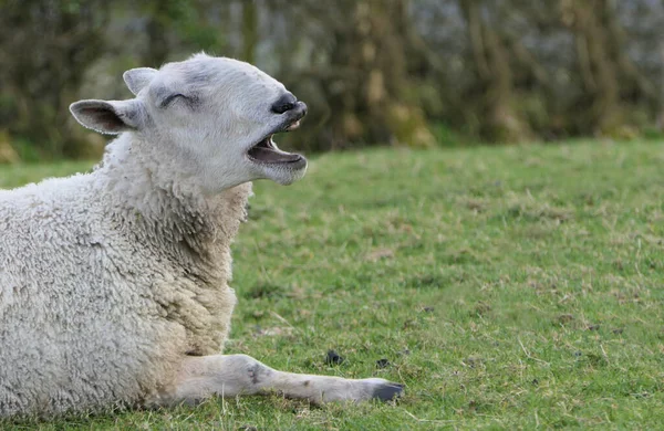 Funny Bluefaced Leicester Ram Yawning Laying Field Farm — 图库照片