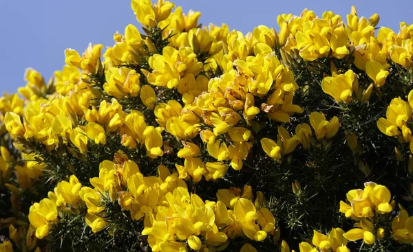 Gorse Whin Full Bloom Yellow Leaf Ireland — Φωτογραφία Αρχείου