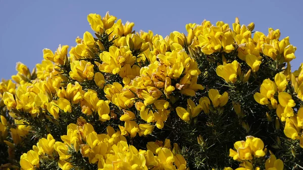Gorse Whin Full Bloom Yellow Leaf Ireland — стокове фото