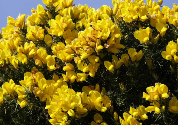Gorse Whin Pełnym Rozkwicie Żółtym Liściem Irlandii — Zdjęcie stockowe