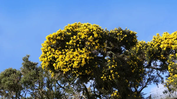 Gorse Whin Plena Floración Con Hoja Amarilla Irlanda Imagen de stock