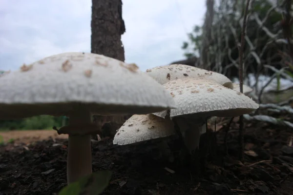 Vibrant Cluster Mushrooms Growing Dense Forest Nestled Amongst Trees Vegetation — Stock Photo, Image