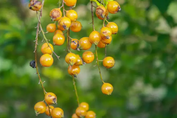stock image A detailed close-up of golden berries hanging from a branch, set against a lush green background. The vibrant colors and natural setting highlight the beauty of nature.