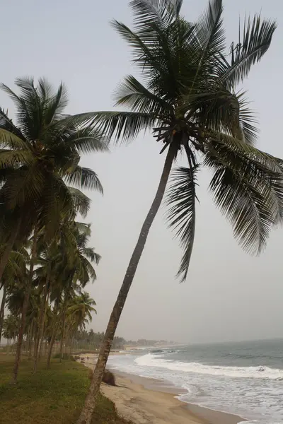 stock image A tall palm tree leaning towards the beach, with the ocean waves gently hitting the shore. The background is filled with more palm trees, creating a picturesque tropical scene.