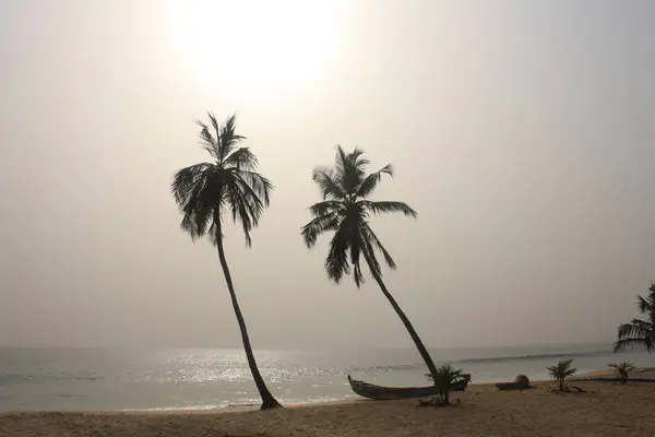 stock image Silhouetted palm trees stand tall against the setting sun over a Ghanaian beach. The serene atmosphere captures the beauty of nature.