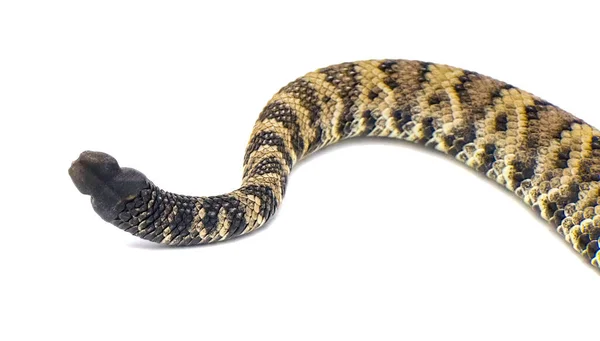 野生のクロタルコスのアダマンテウス 毒のある東部のダイヤモンドバックガラガラヘビ 隔離された白い背景カットアウトに対するヘビのラトル 若い少年 — ストック写真