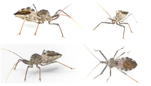 Αμερικανική Bug Τροχού Arilus Cristatus Απομονώνονται Λευκό Φόντο Προβολές Γωνίες — Φωτογραφία Αρχείου