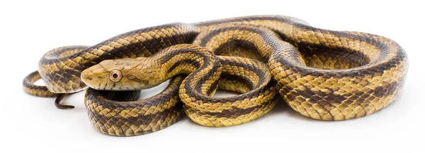 뱀으로 알려진 Pantherophis Alleghaniensis Side Profile View 고립된 — 스톡 사진