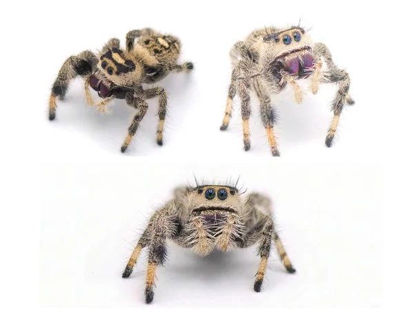 Kraliyet Zıplayan Örümceği Phidippus Rejimi Büyük Dişi Beyaz Arkaplanda Izole — Stok fotoğraf