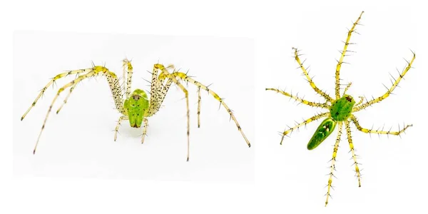 Grüne Luchsspinne Peucetia Viridans Rücken Und Vorderansicht Mit Stacheligen Gelben — Stockfoto