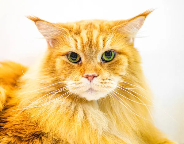 Nahaufnahme Porträt Der Rot Orangefarbenen Maine Coon Cat Felix Catus — Stockfoto